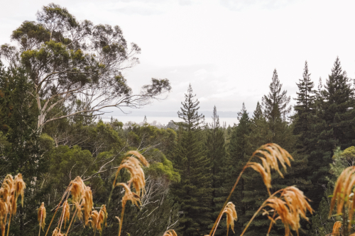 redwoodwalk-20230412-105539-DSC06103