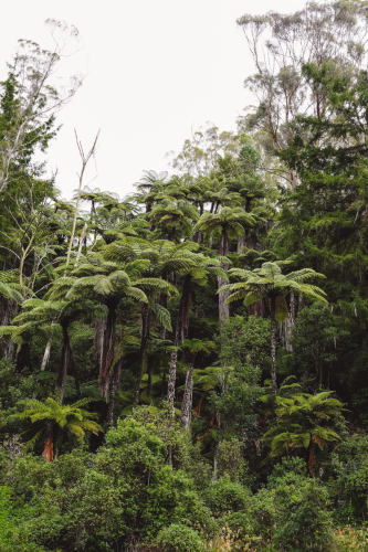 redwoodwalk-20230412-110409-DSC06110