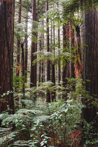 redwoodwalk-20230412-110634-DSC06113