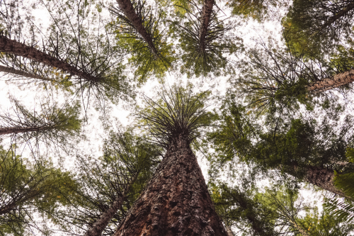 redwoodwalk-20230412-110721-DSC06114