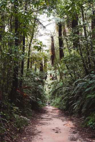 redwoodwalk-20230412-112001-DSC06122