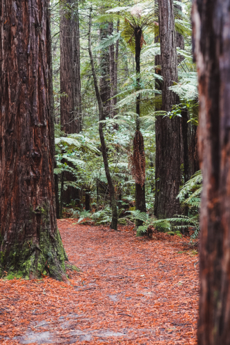 redwoodwalk-20230412-112844-DSC06130