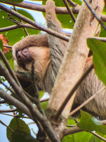sloths-20230216-145407-IMG_8483
