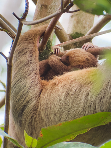 sloths-20230216-150129-IMG_8491