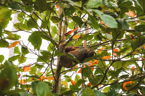 sloths-20230216-214811-DSC00447