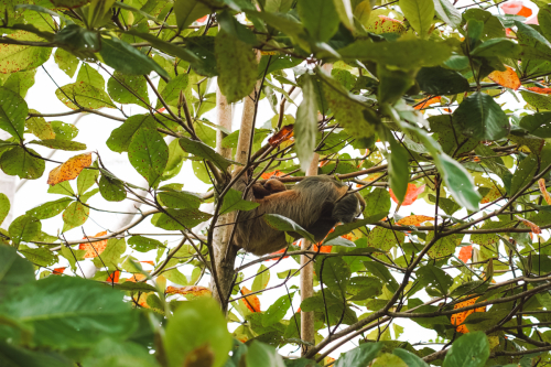 sloths-20230216-215200-DSC00456