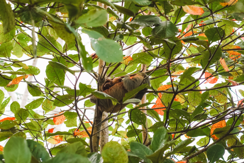 sloths-20230216-215610-DSC00468