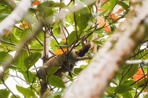 sloths-20230216-215721-DSC00472