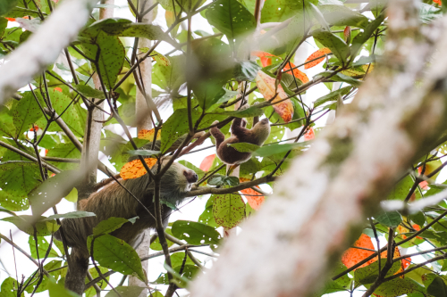 sloths-20230216-215725-DSC00475