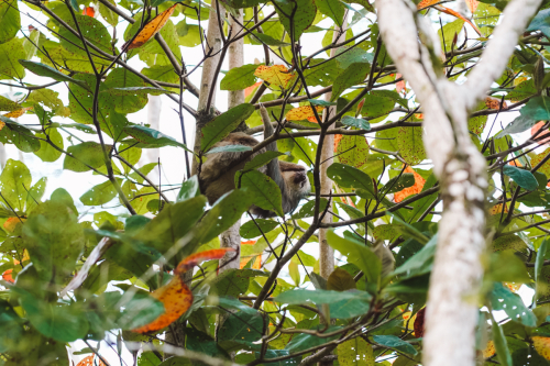 sloths-20230216-220242-DSC00499