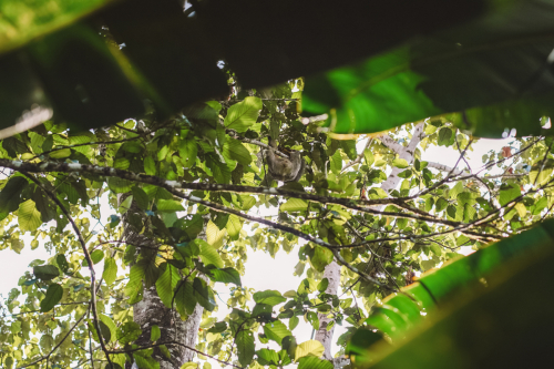 sloths-20230216-221045-DSC00512