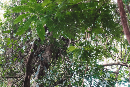 sloths-20230216-224932-DSC00531