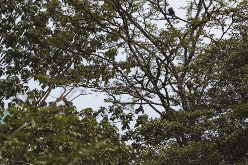 sloths-20230216-230356-DSC00555
