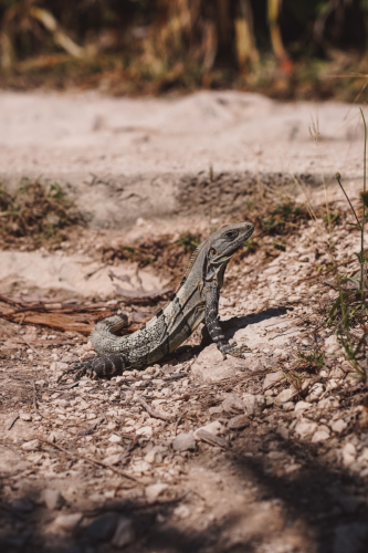 tulum-01022023-DSC09634